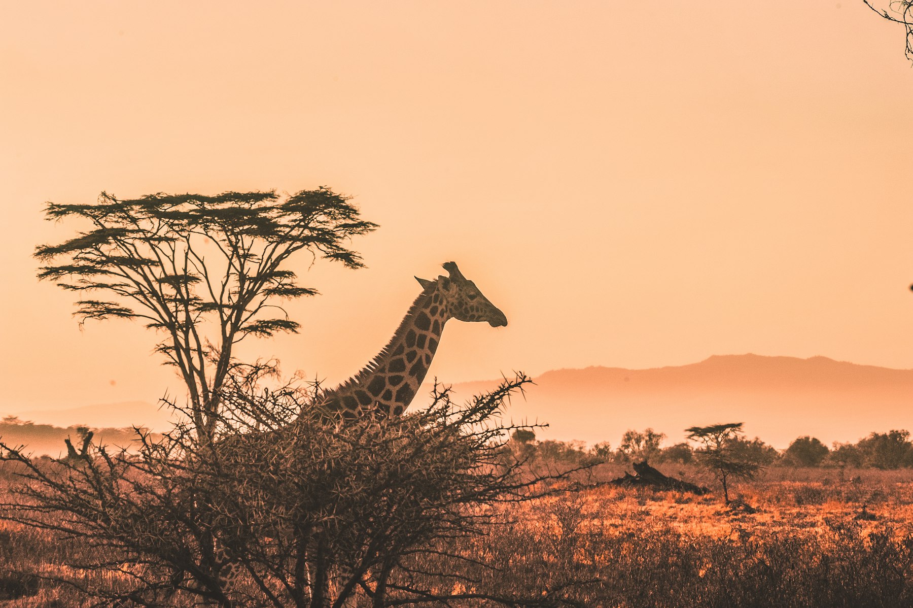 The Continent · Africa, remembered